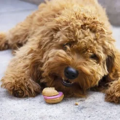 Cats*Applaws Natural Cat Treat Chicken with Rosemary (1.06oz Loin) - Pet Home | The Perfect Pet Supplies Shopping Experience