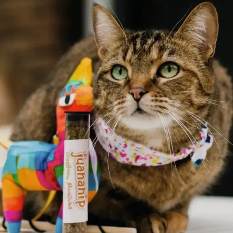 Pet Toys|Meowijuana Get Smashed Refillable Llama Piata Catnip Cat Toy - Pet Home | The Perfect Pet Supplies Shopping Experience