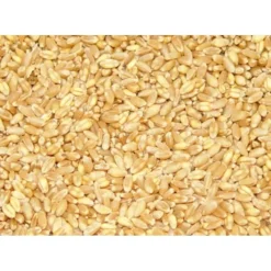 Best Sale Pet Shop Direct - Premium Bird Seed Wheat 3kg - Pet Home | The Perfect Pet Supplies Shopping Experience Shop All